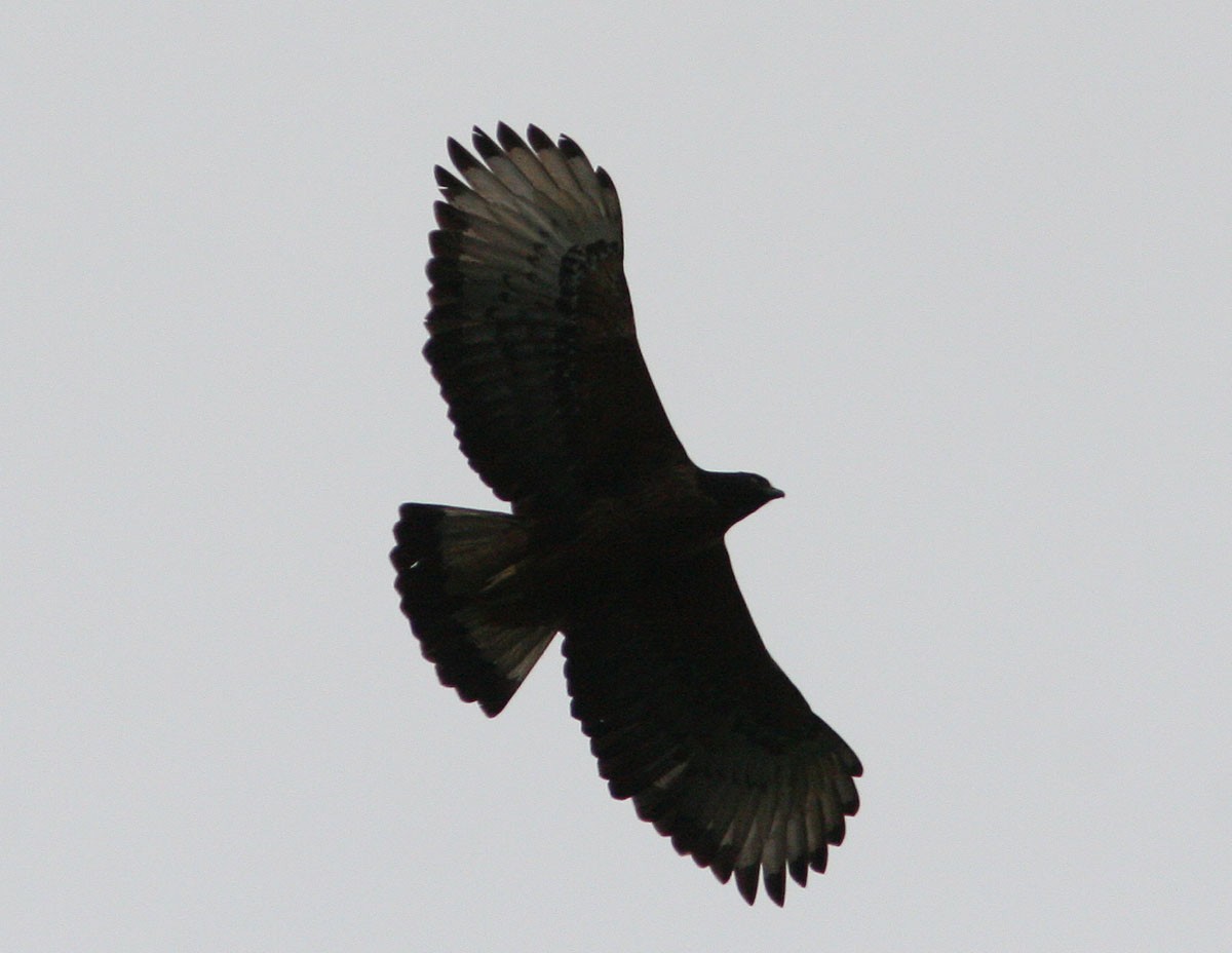 Black-and-chestnut Eagle - ML204722141
