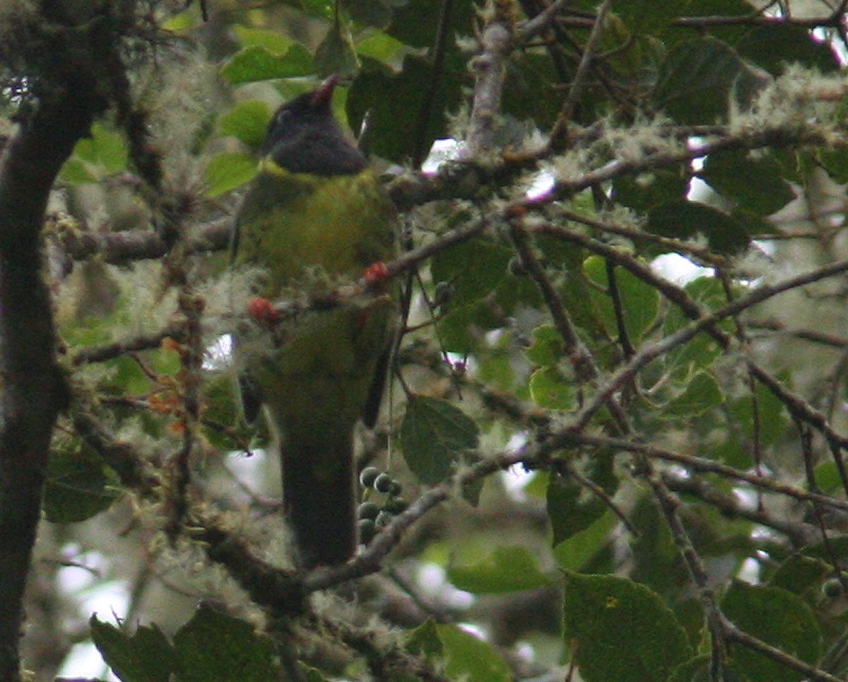 Green-and-black Fruiteater (Green-and-black) - ML204722161