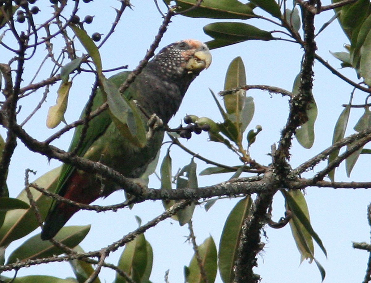 Speckle-faced Parrot (White-capped) - Mikko Pyhälä