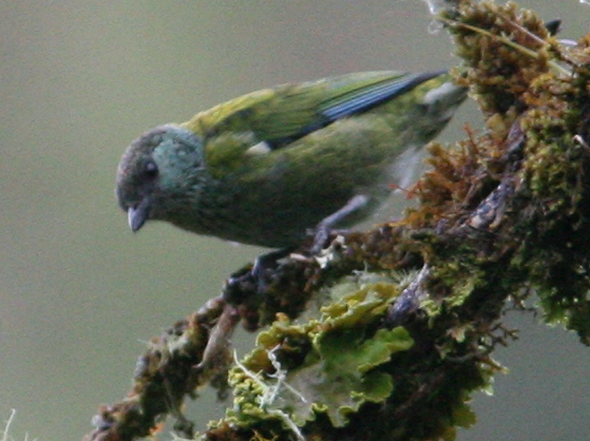 Black-capped Tanager - ML204722251