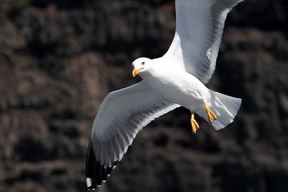 Yellow-legged Gull (atlantis) - ML204722481