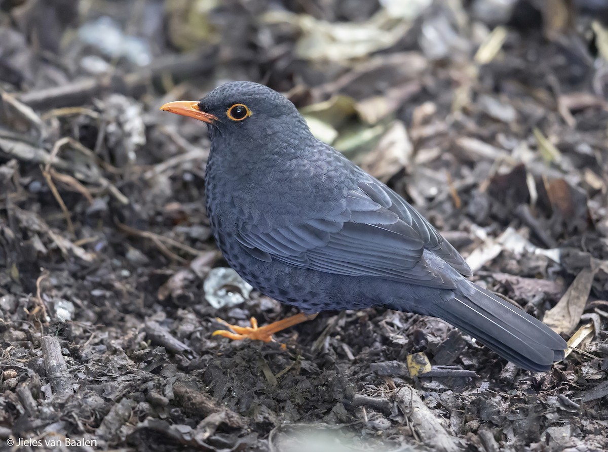 Indian Blackbird (Sri Lanka) - eBird, image size:1200x893