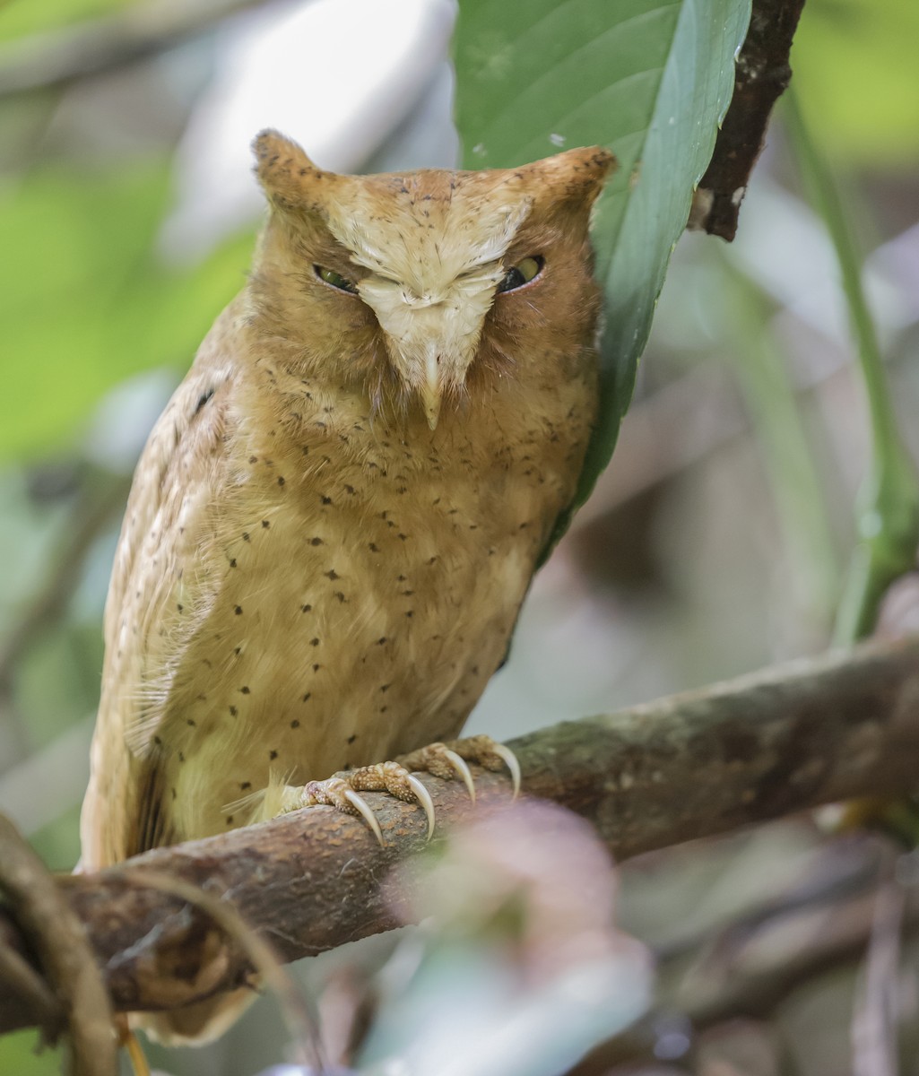 Serendib Scops-Owl - Jieles van Baalen