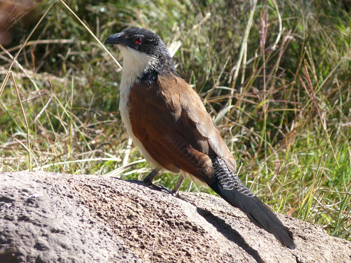 White-browed Coucal (Burchell's) - Iain Wilkinson
