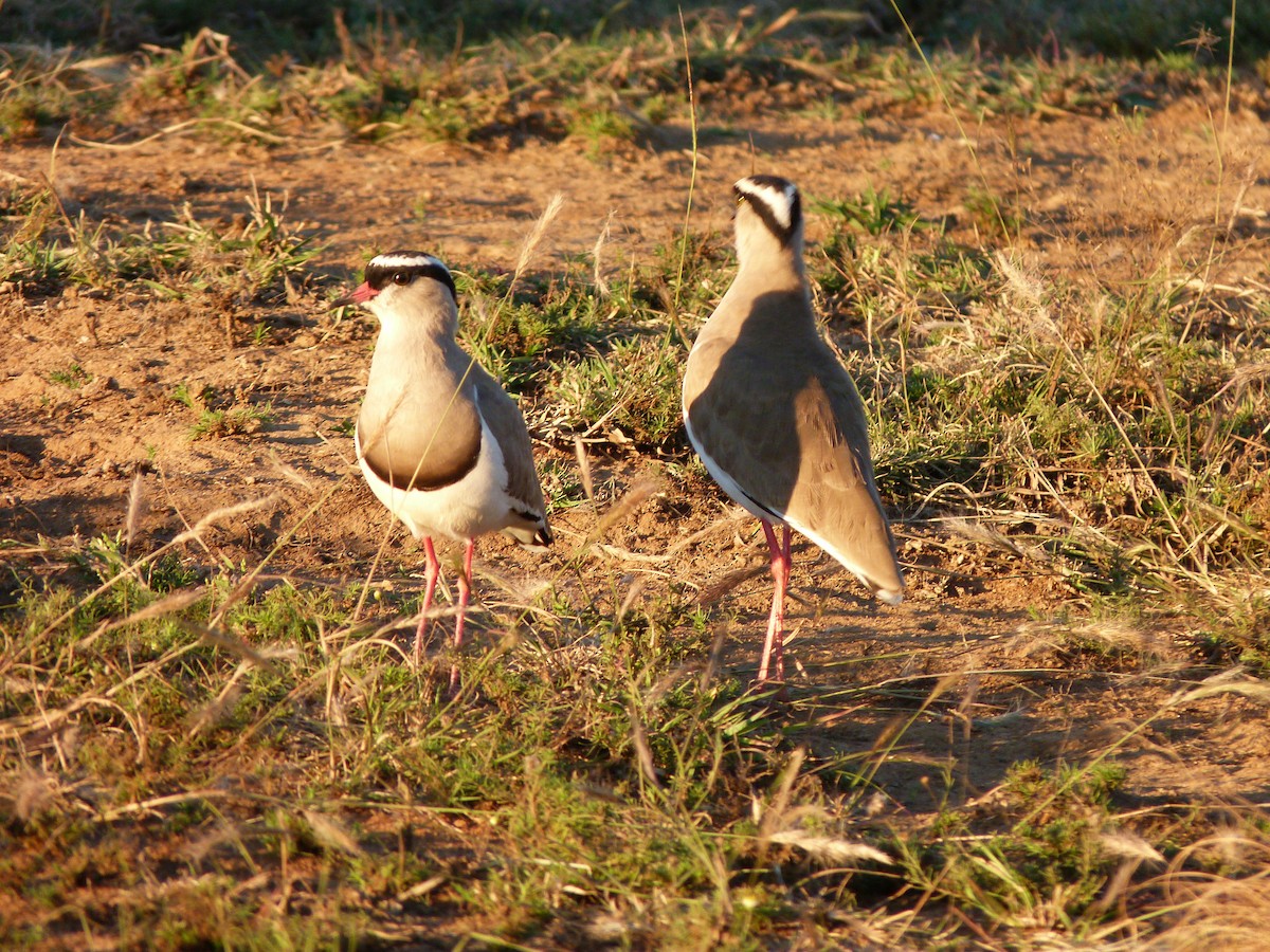 Crowned Lapwing - ML204723021