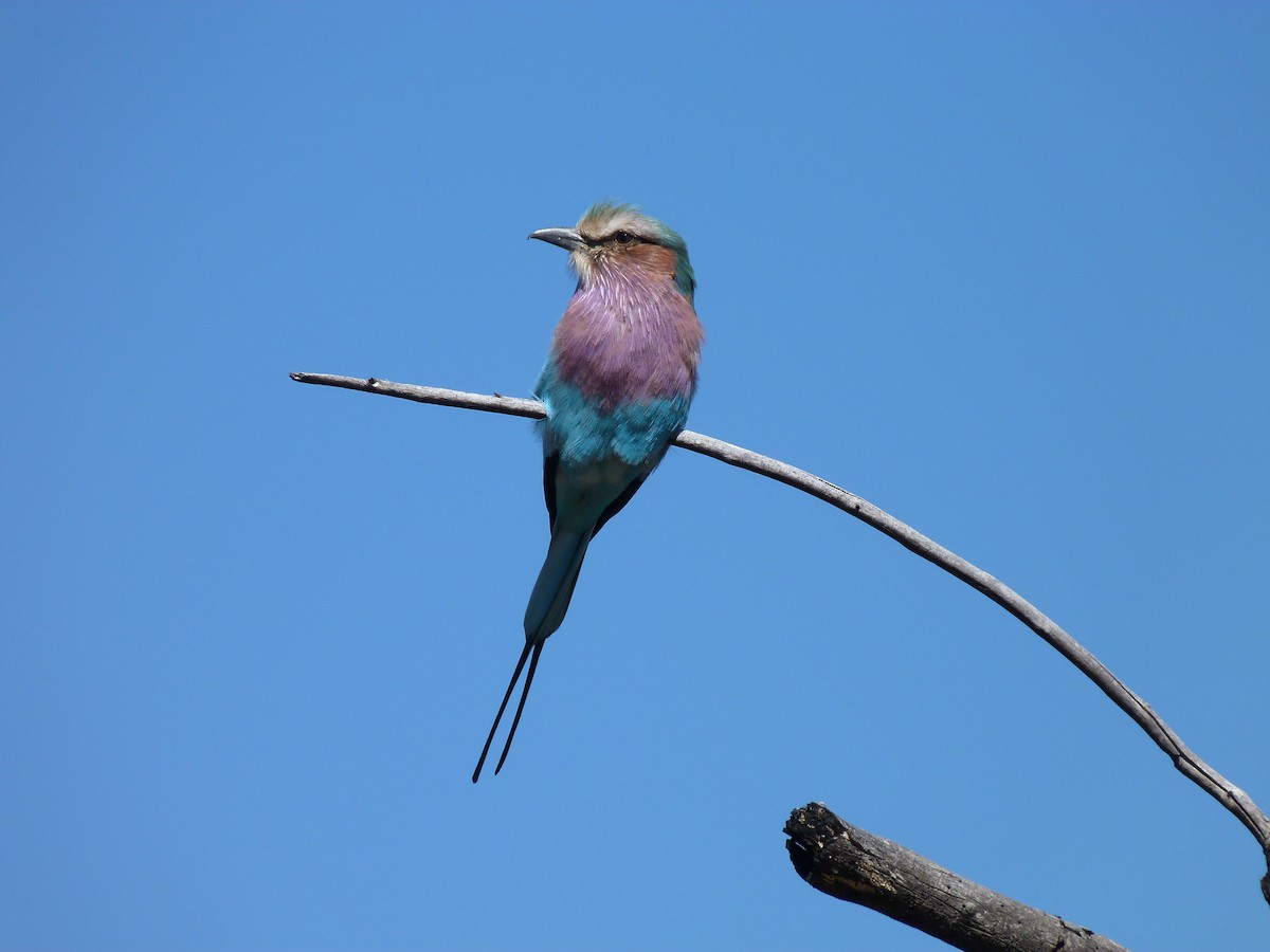 Lilac-breasted Roller - ML204723061