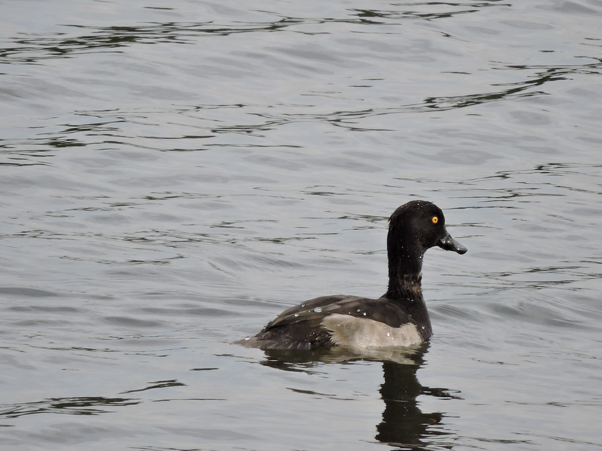 Tufted Duck - ML204723321