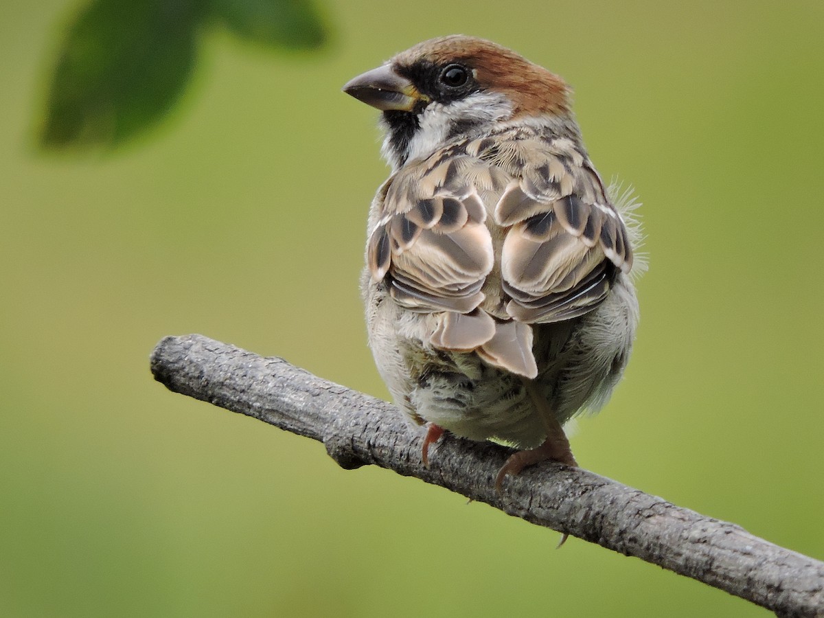 Eurasian Tree Sparrow - Iain Wilkinson