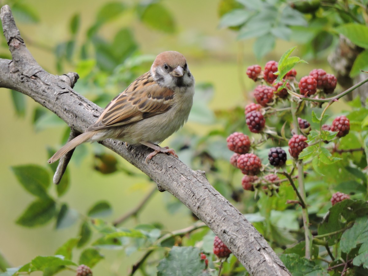 Eurasian Tree Sparrow - ML204723361