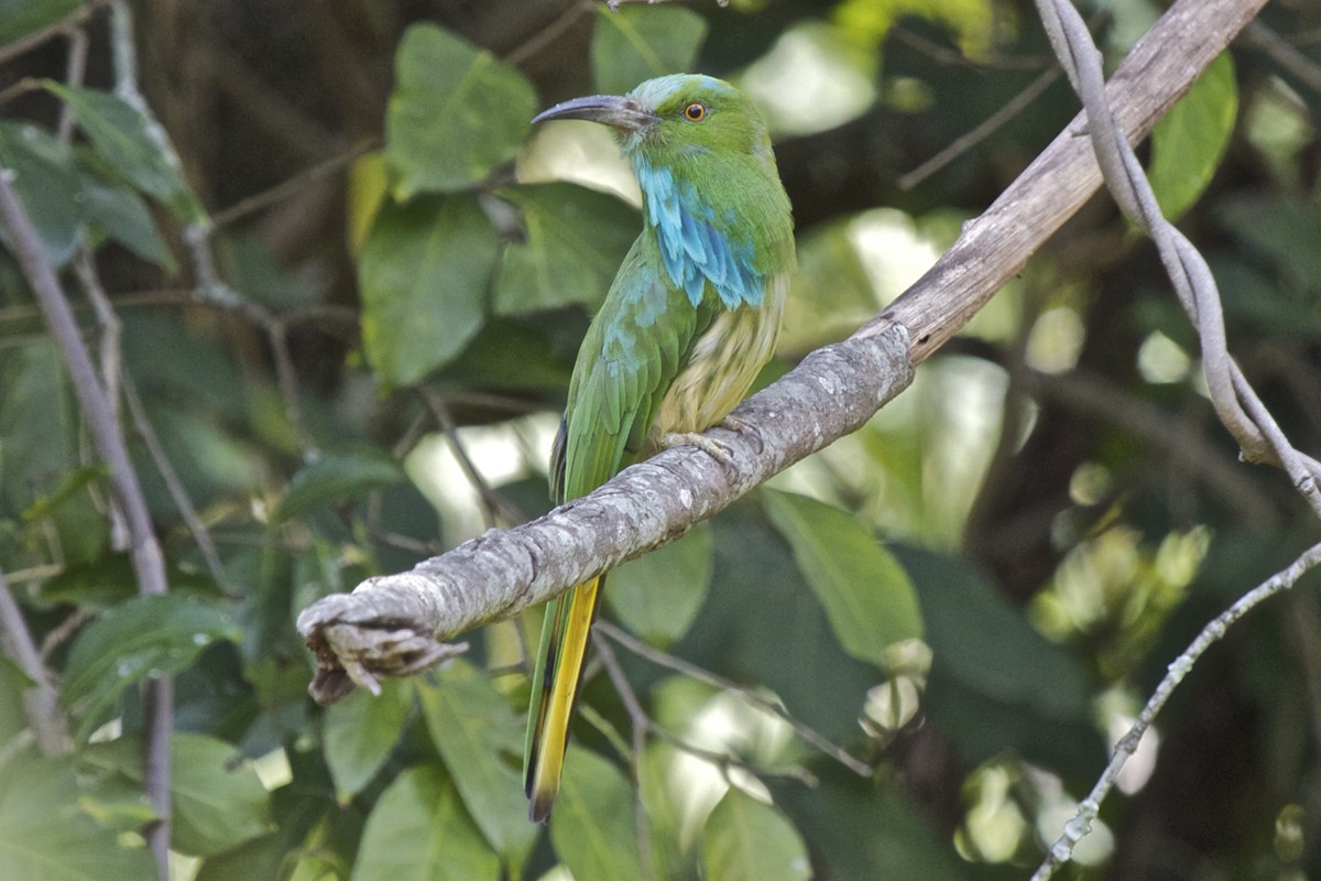 Blue-bearded Bee-eater - Vasanthan Panchavarnam