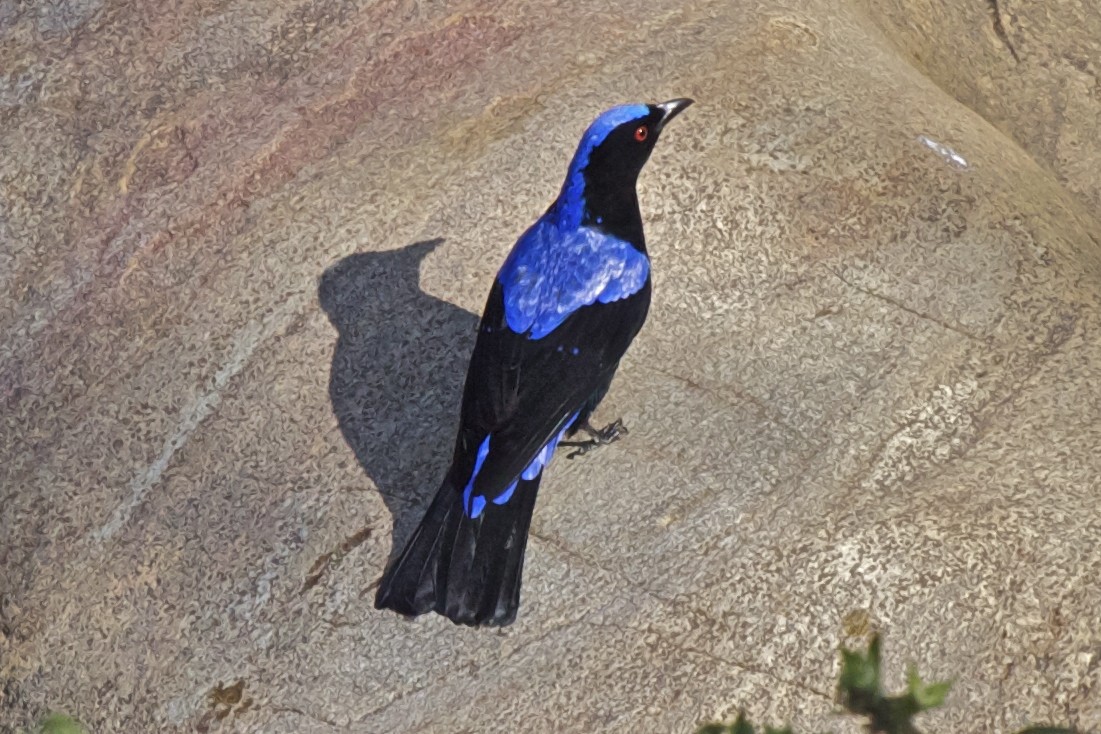 Asian Fairy-bluebird - Vasanthan Panchavarnam