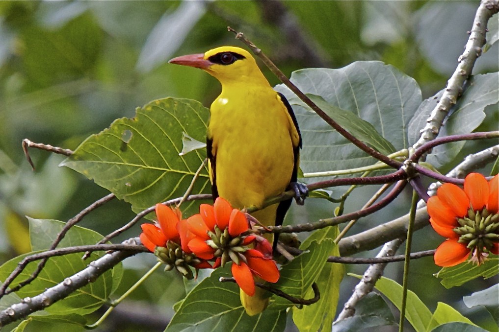 Indian Golden Oriole - ML204723731