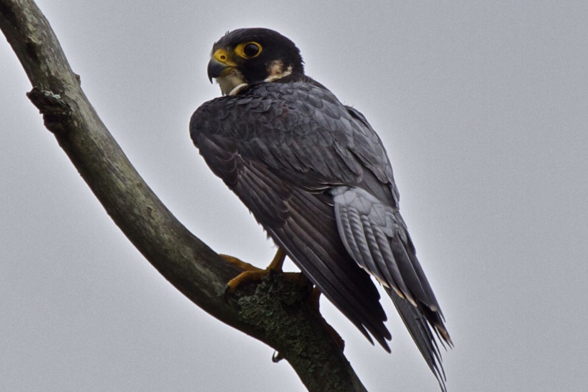 Peregrine Falcon (Shaheen) - Vasanthan Panchavarnam