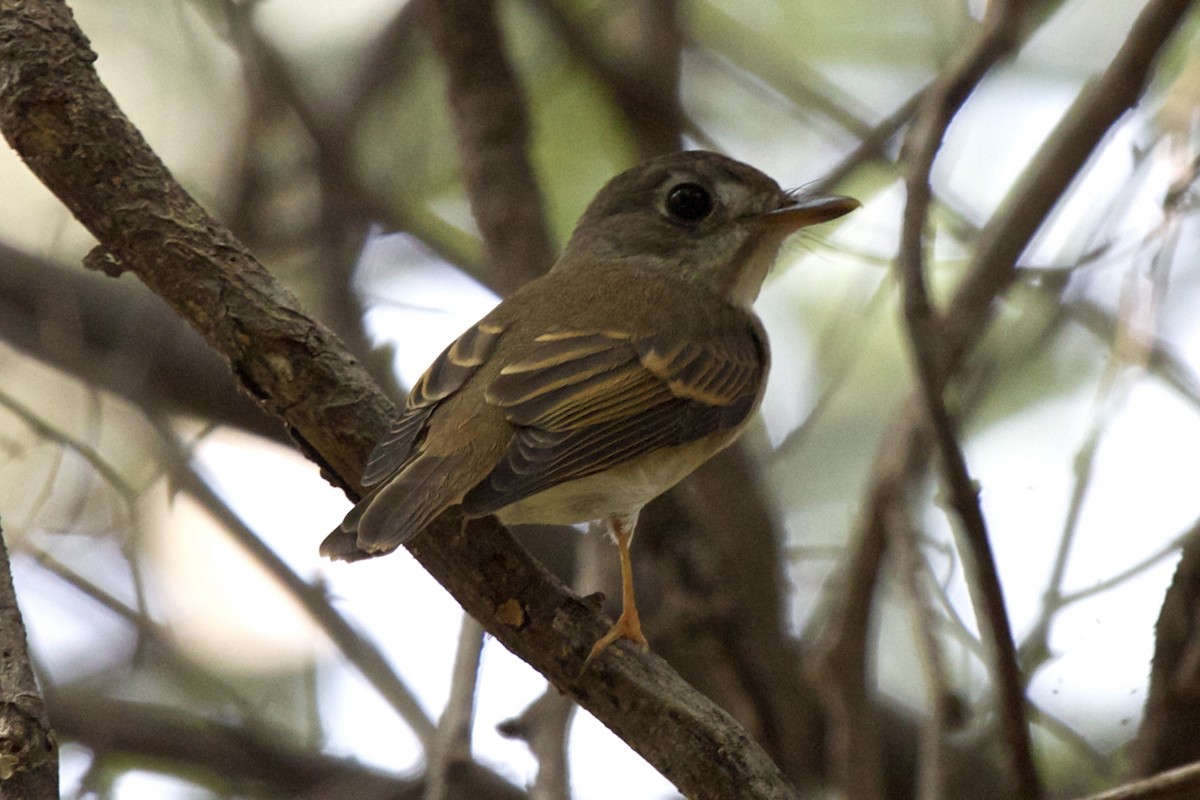 Brown-breasted Flycatcher - ML204723821