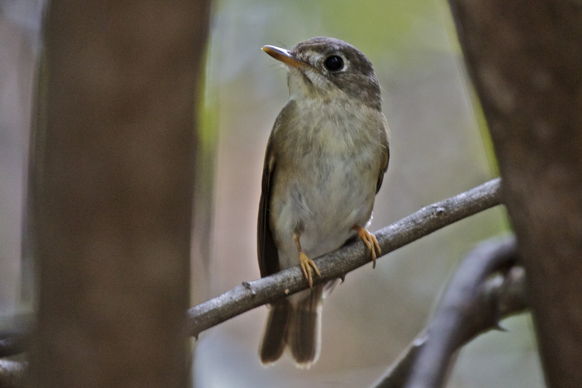 Brown-breasted Flycatcher - ML204723831