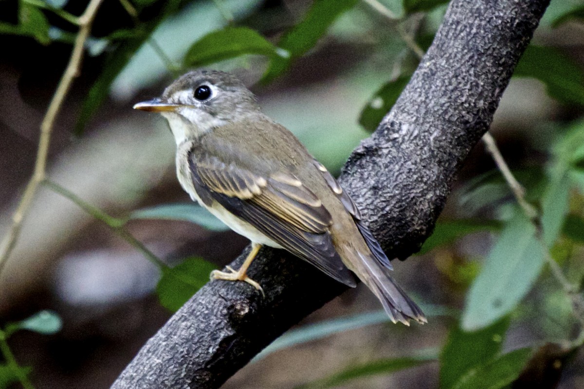 Brown-breasted Flycatcher - ML204723841