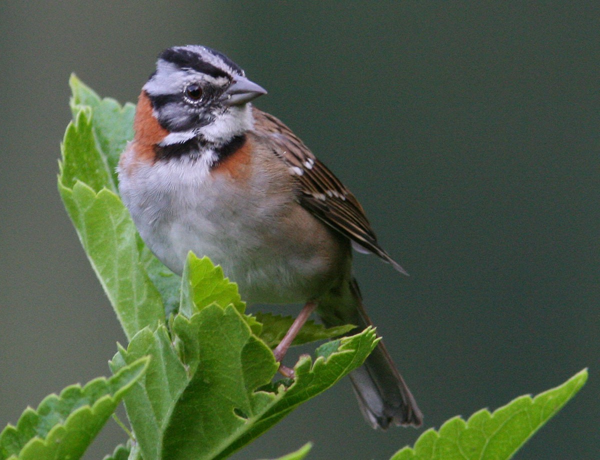 Rufous-collared Sparrow (Rufous-collared) - Mikko Pyhälä