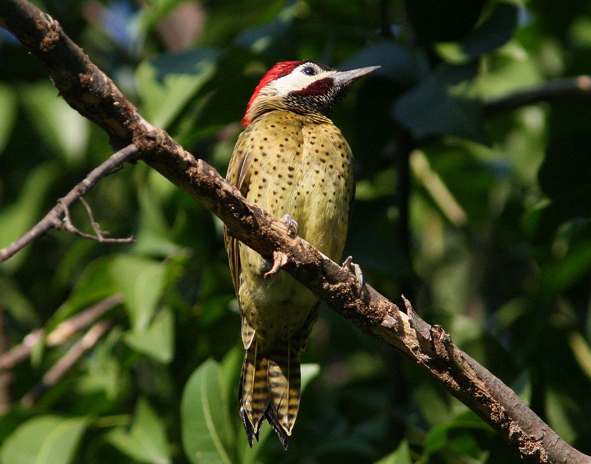 Spot-breasted Woodpecker - ML204724391