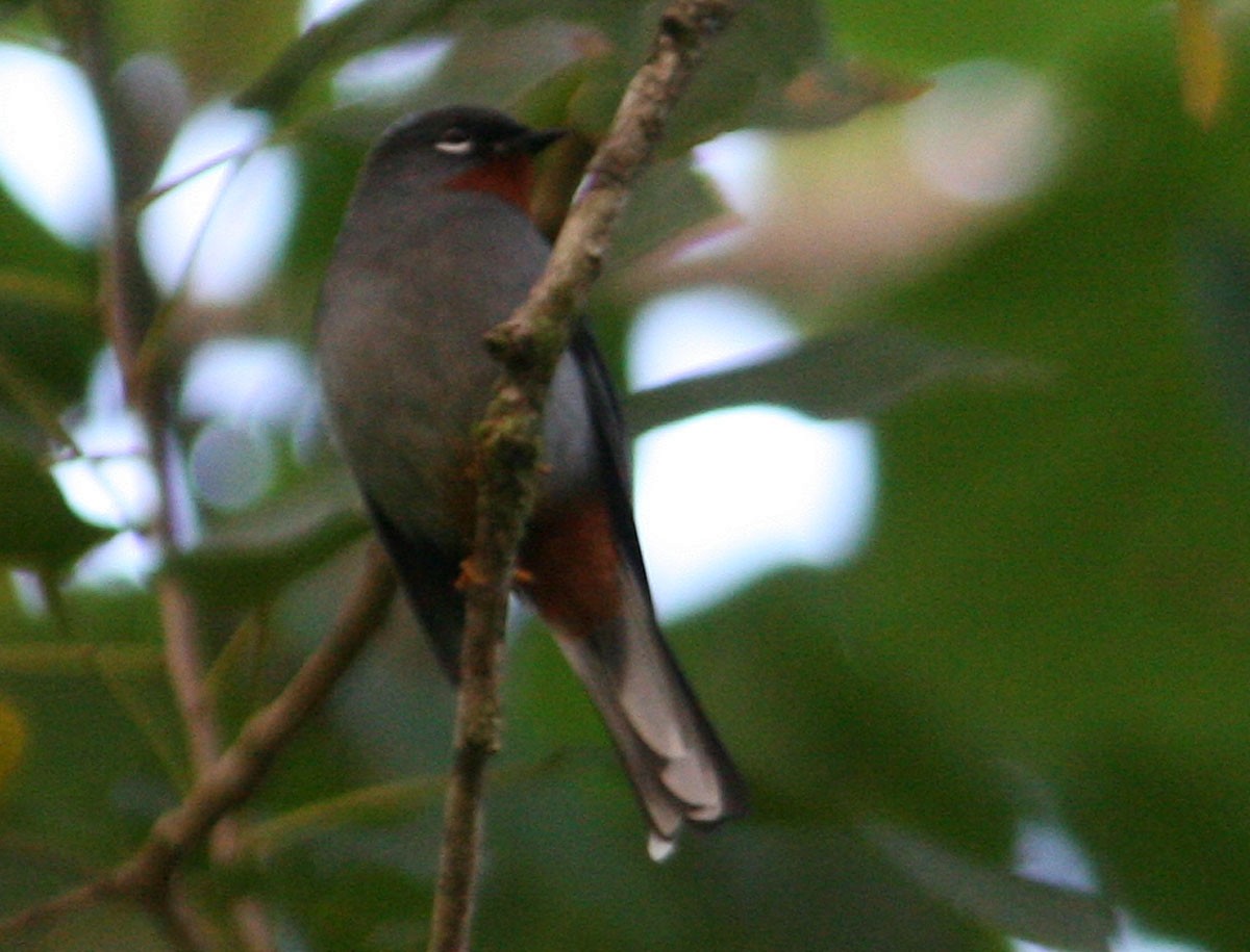 Rufous-throated Solitaire (Rufous-throated) - ML204724611