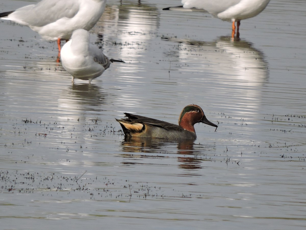 Green-winged Teal - ML204725361