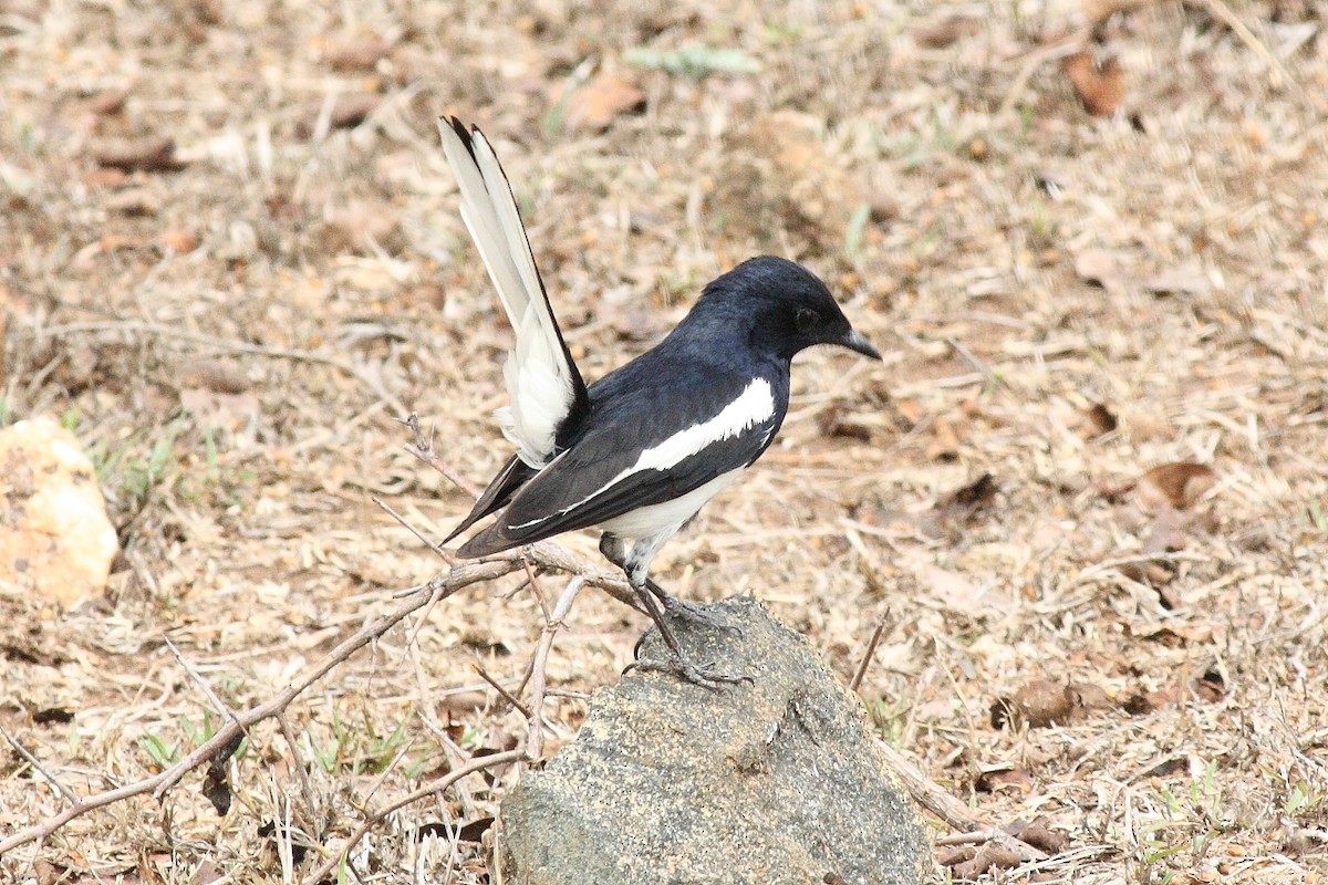 Oriental Magpie-Robin - Vasanthan Panchavarnam