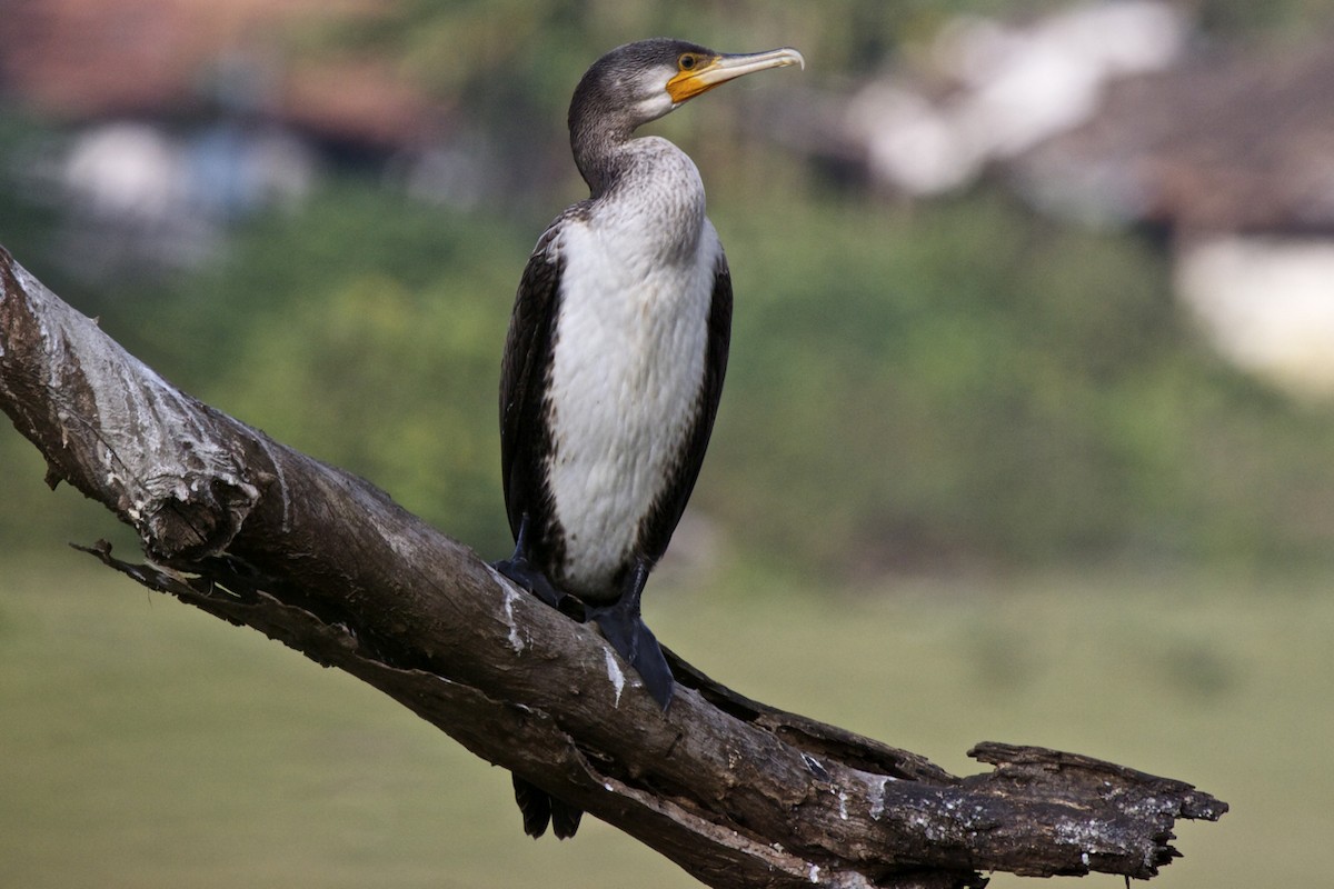Great Cormorant (Eurasian) - Vasanthan Panchavarnam