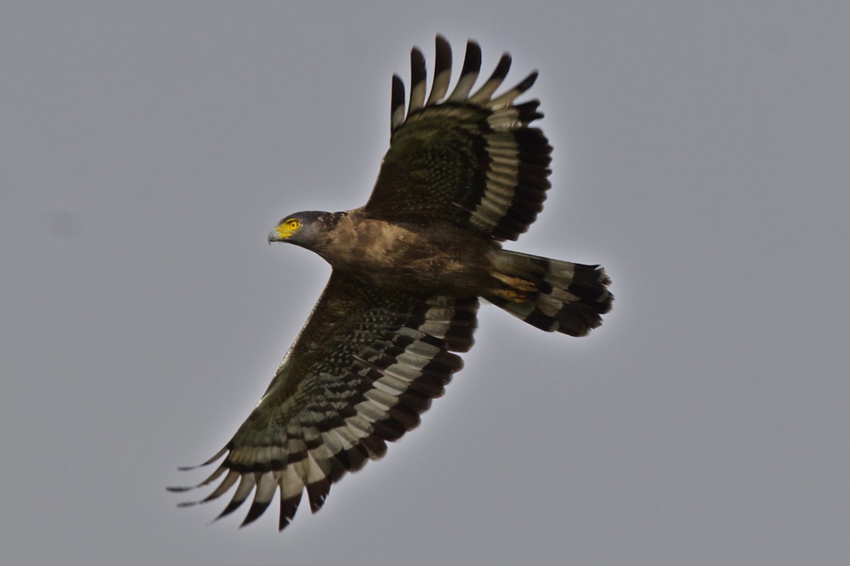 Crested Serpent-Eagle - ML204725931