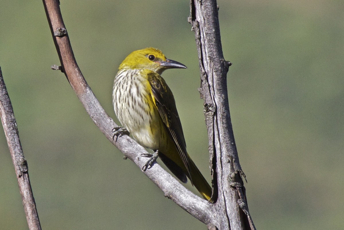Indian Golden Oriole - ML204725951