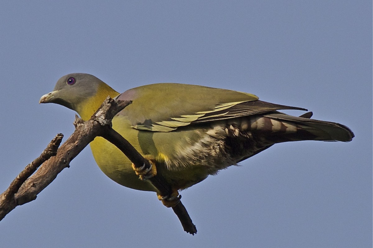 Yellow-footed Green-Pigeon - ML204725981