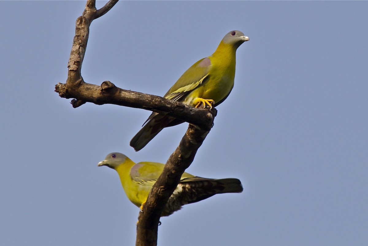 Yellow-footed Green-Pigeon - Vasanthan Panchavarnam