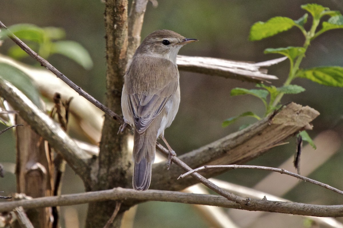 Booted Warbler - ML204726071