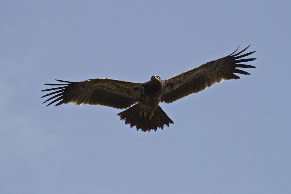 Greater Spotted Eagle - Vasanthan Panchavarnam