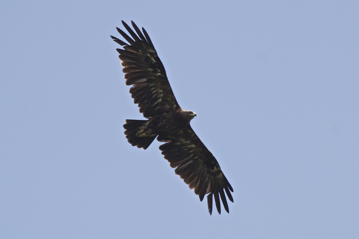 Greater Spotted Eagle - Vasanthan Panchavarnam