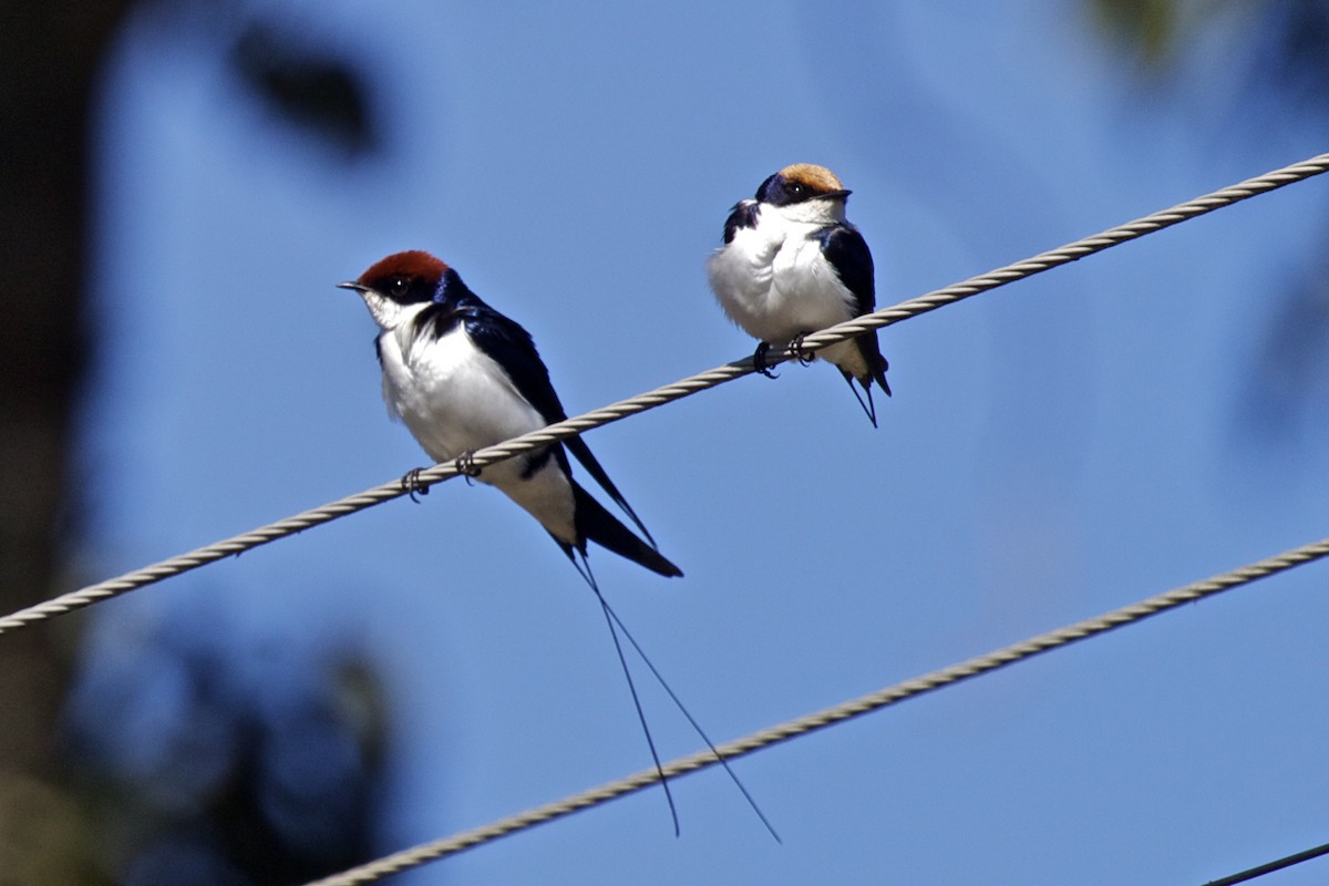 Wire-tailed Swallow - ML204726261