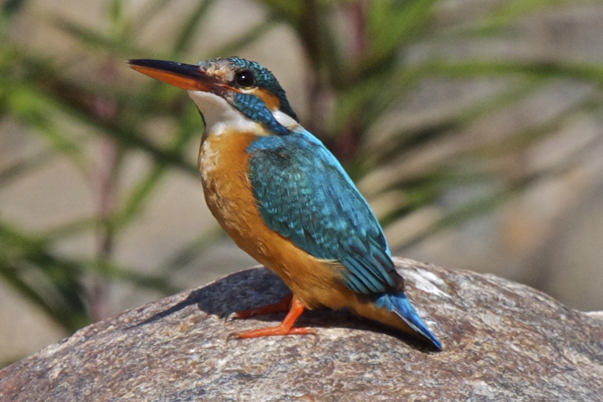 Common Kingfisher (Common) - ML204726381