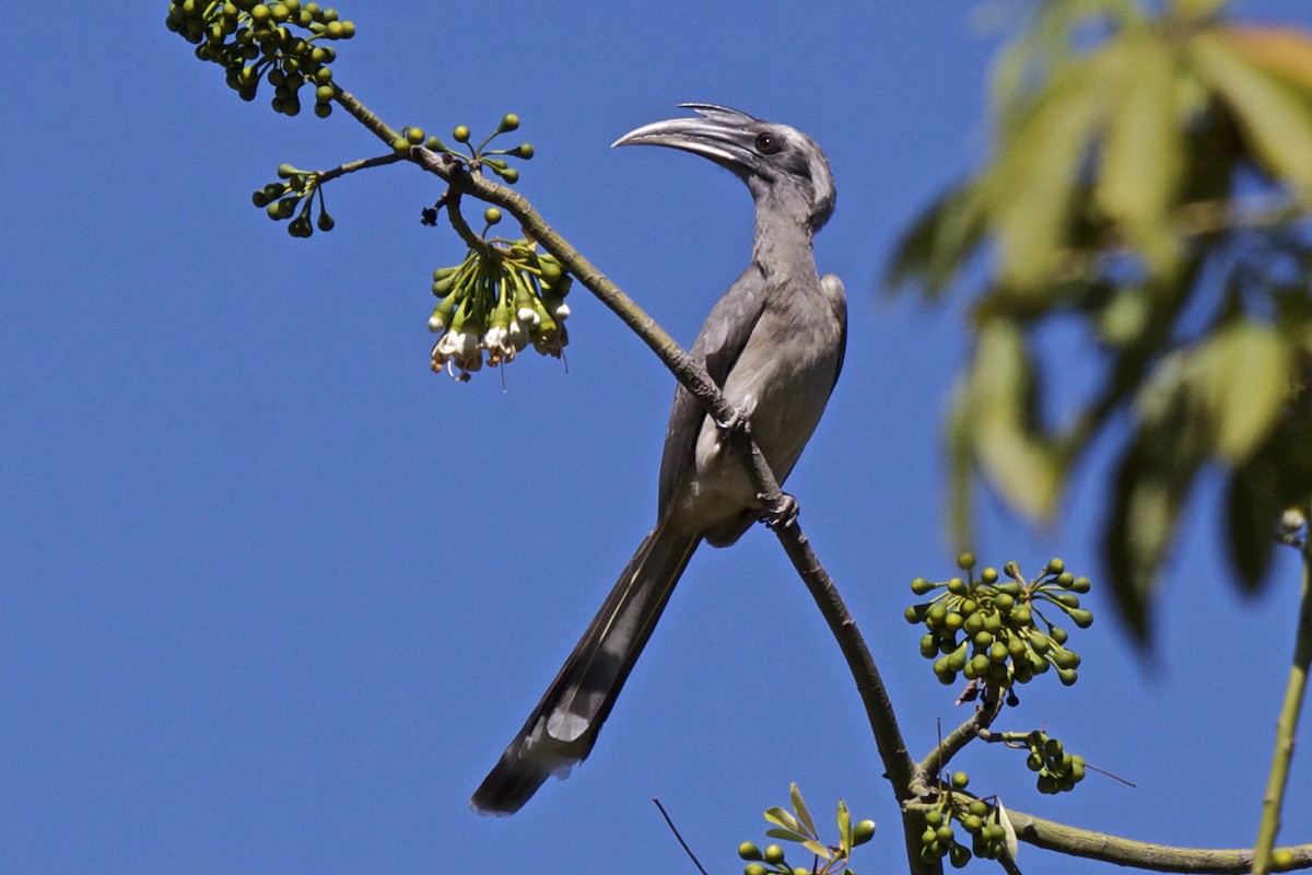 Indian Gray Hornbill - ML204726391