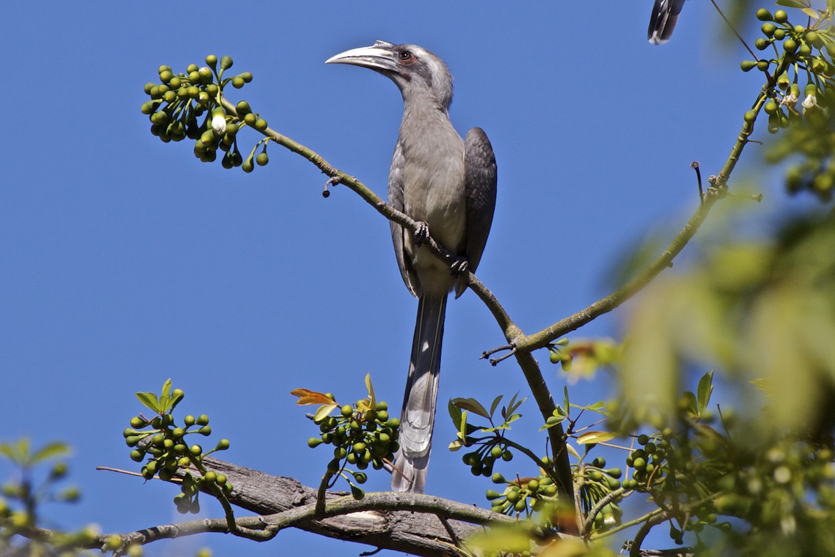 Indian Gray Hornbill - ML204726401