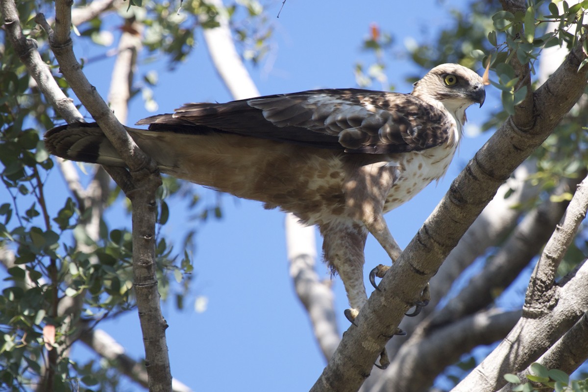 Changeable Hawk-Eagle (Crested) - ML204726431