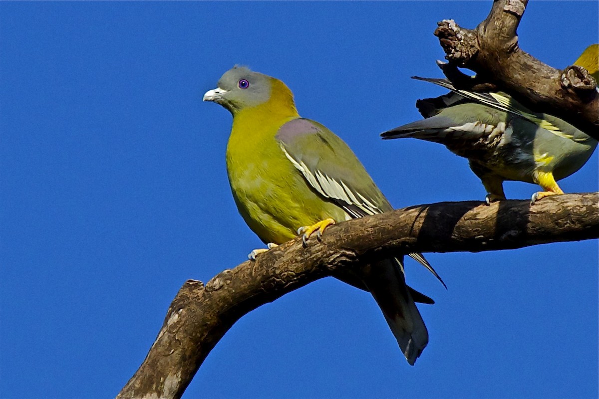 Yellow-footed Green-Pigeon - ML204726501