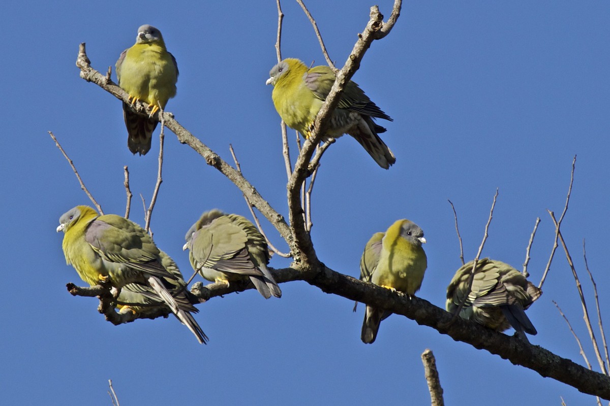 Yellow-footed Green-Pigeon - ML204726521