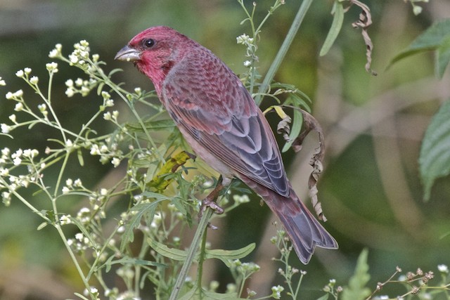  - Common Rosefinch - 