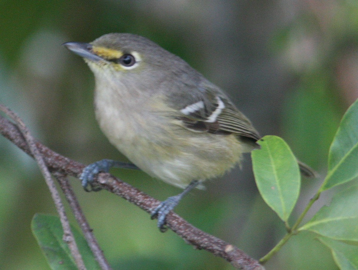 Thick-billed Vireo - ML204726671