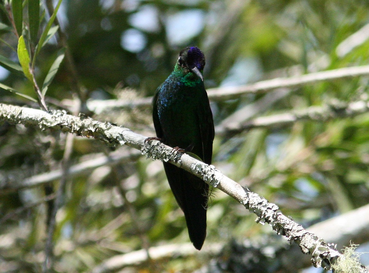 Violet-chested Hummingbird - ML204726841