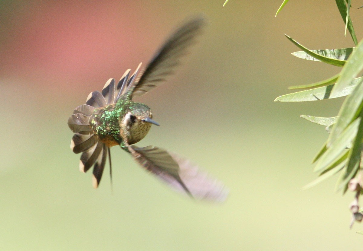 Speckled Hummingbird (melanogenys Group) - Mikko Pyhälä