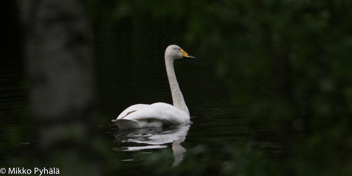 Whooper Swan - Mikko Pyhälä
