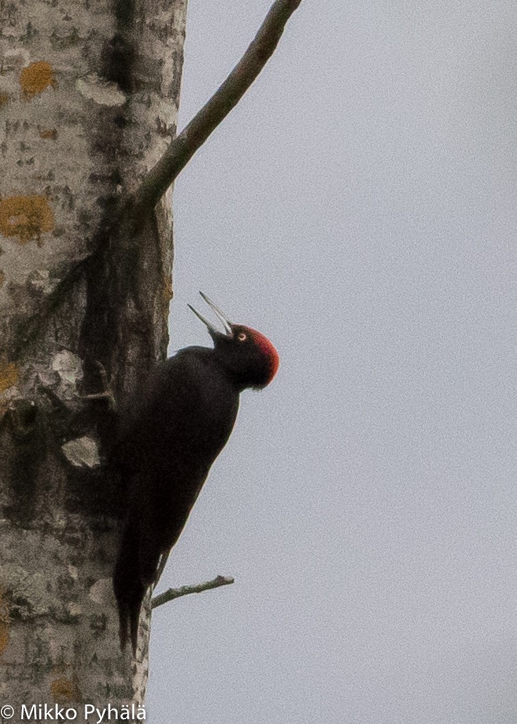 Black Woodpecker - ML204727211