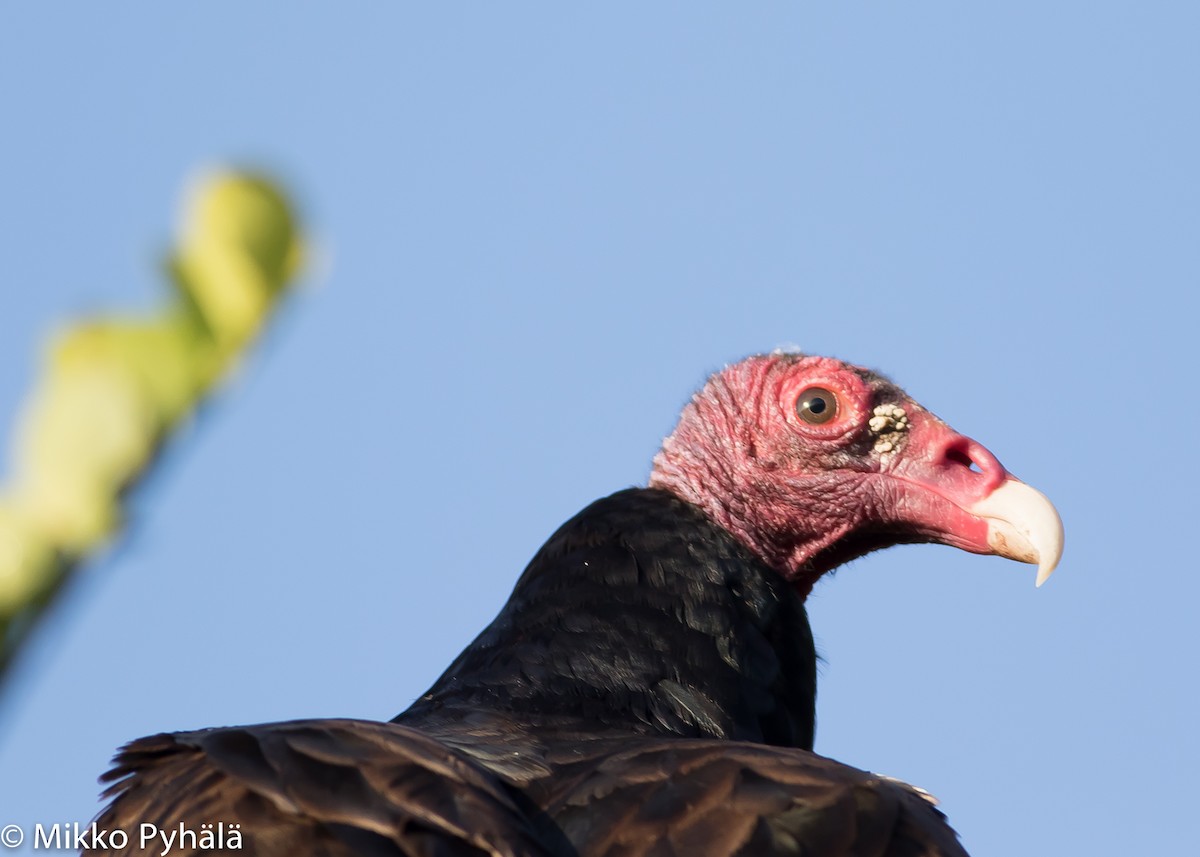 Turkey Vulture (Northern) - ML204727541