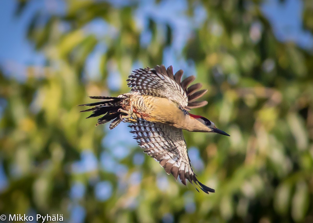 West Indian Woodpecker - Mikko Pyhälä