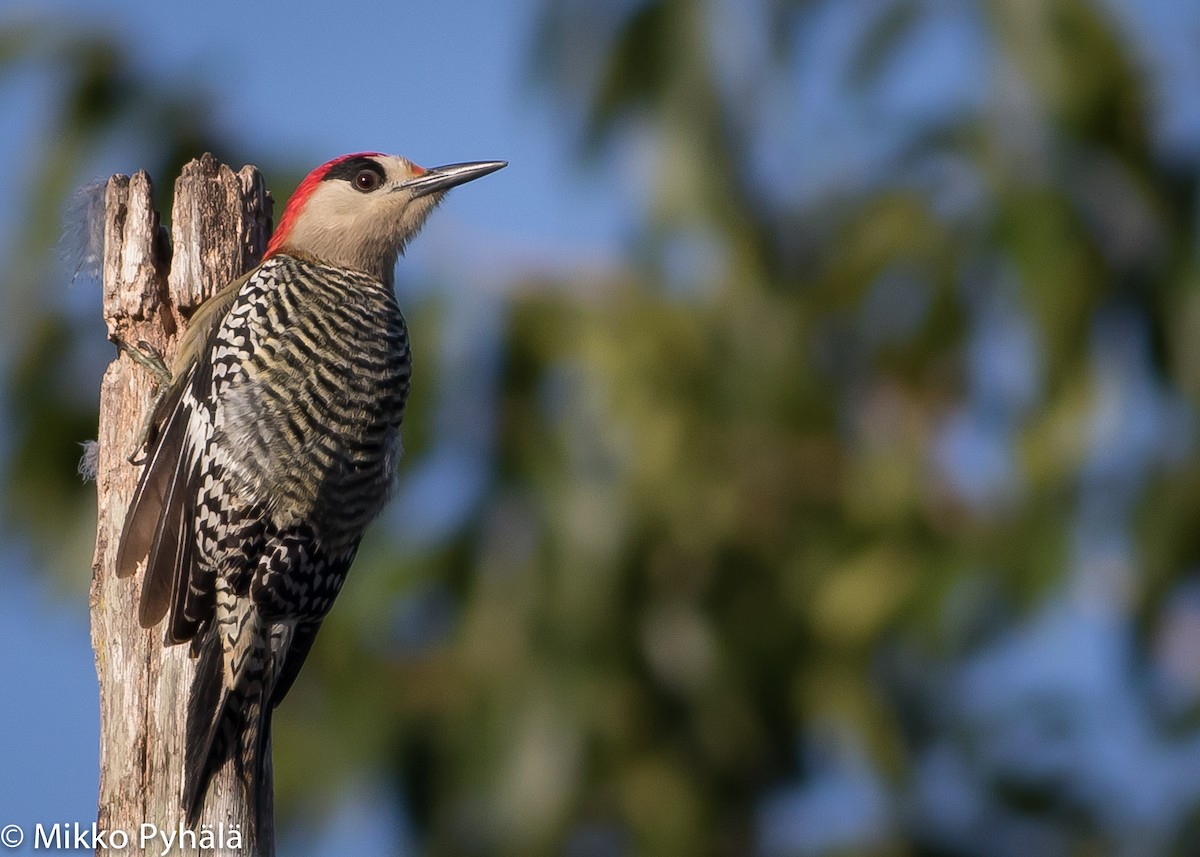 West Indian Woodpecker - ML204727561