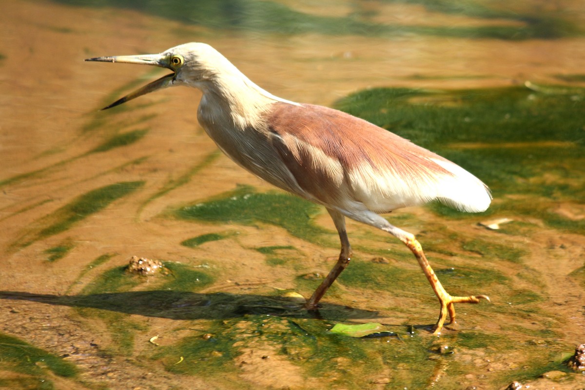 Indian Pond-Heron - ML204727781